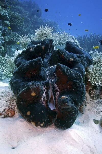 Giant clam - wheeler Reef, Great Barrier Reef off Townsville, Queensland, Australia DWD00823