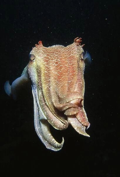 Giant Cuttlefish - the largest cuttlefish in the world. Found in southern half of Australia. Males in NSW have spots on web of 3rd arm. New South Wales, Australia