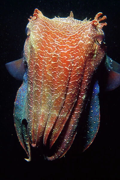 Giant Cuttlefish - largest cuttlefish in the world. South Australia