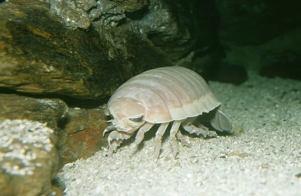 Giant deep sea Isopod - Indian Ocean