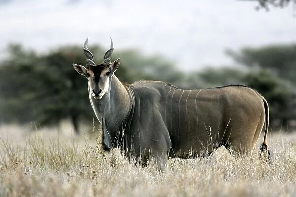 Giant Eland. Maasai Mara National Park - Kenya - Africa