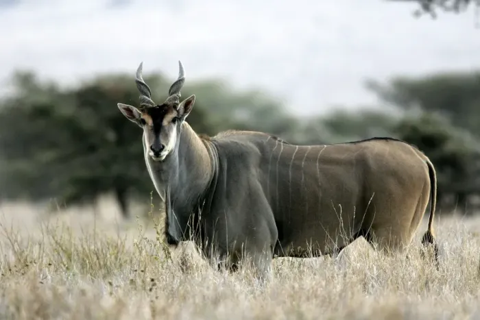 Framed Print : Giant Eland. Maasai Mara National Park - Kenya - Africa Framed Print : Giant Eland. Maasai Mara National Park - Kenya - Africa