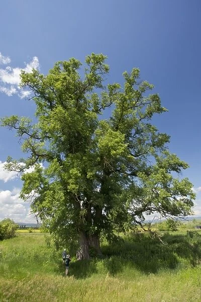 Giant Elm Tree 35 metres (106 feet) high with a
