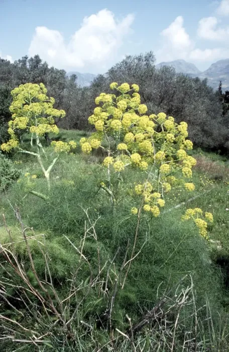 Framed Print : Giant Fennel Framed Print : Giant Fennel