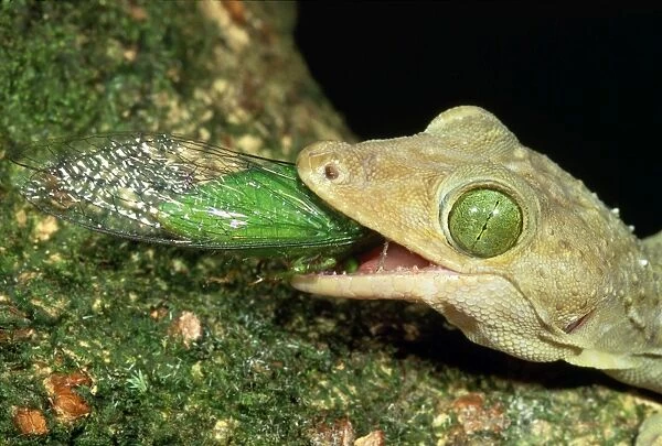 Giant Forest Gecko - eating Green Cicada - Rainforest - Dabah - Borneo