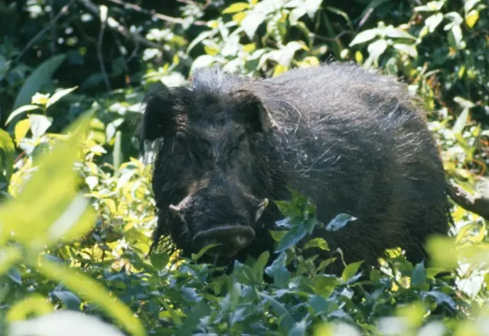 Framed Print : Giant Forest Hog - in vegetation Framed Print : Giant Forest Hog - in vegetation