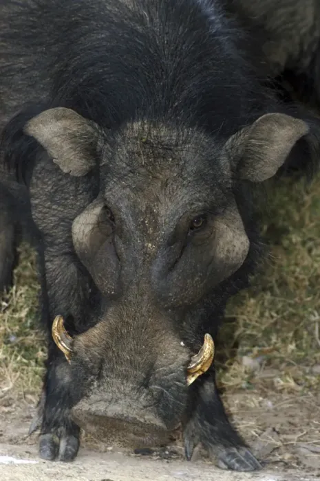Framed Print : Giant Forest Hog - W & C Africa Framed Print : Giant Forest Hog - W & C Africa