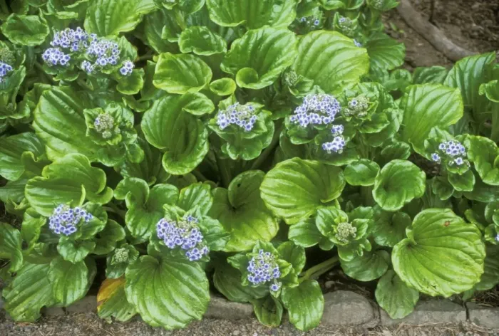 Framed Print : Giant Forget-me-not Framed Print : Giant Forget-me-not