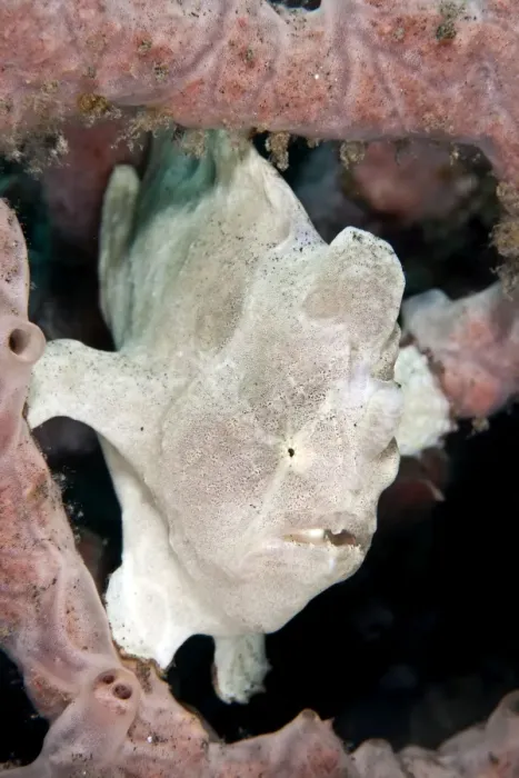 Framed Print : Giant Frogfish - Indonesia Framed Print : Giant Frogfish - Indonesia