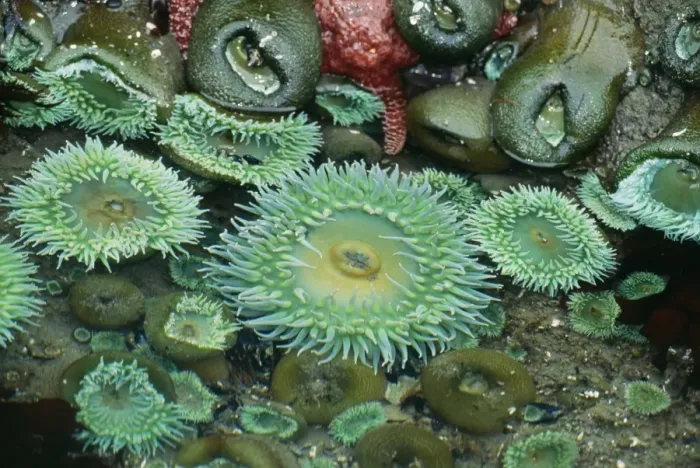 Framed Print : Giant Green Anemone Olympic National Park, Washington, USA Framed Print : Giant Green Anemone Olympic National Park, Washington, USA