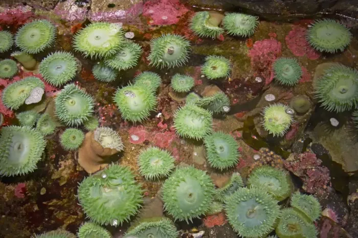 Framed Print : Giant Green Anemone - in Rockpool - Oregon - USA IN000164 Framed Print : Giant Green Anemone - in Rockpool - Oregon - USA IN000164