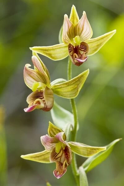 Giant Helleborine (Epipactis gigantea) - beautiful wetland orchid, Klamath, North California