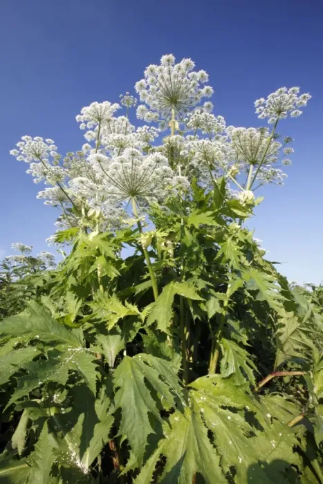 Framed Print : Giant Hogweed - in flower - Lower Saxony - Germany Framed Print : Giant Hogweed - in flower - Lower Saxony - Germany