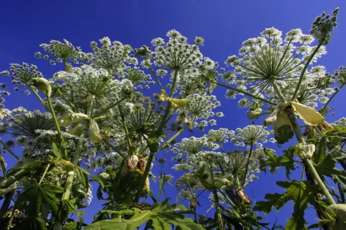 Framed Print : Giant Hogweed-flowering plants against blue sky, Hessen, Germany Framed Print : Giant Hogweed-flowering plants against blue sky, Hessen, Germany