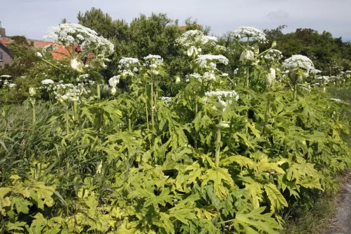 Framed Print : Giant Hogweed - growing on the edge of country lane, Island Texel, Holland Framed Print : Giant Hogweed - growing on the edge of country lane, Island Texel, Holland
