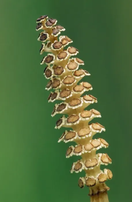 Framed Print : Giant Horsetail Framed Print : Giant Horsetail
