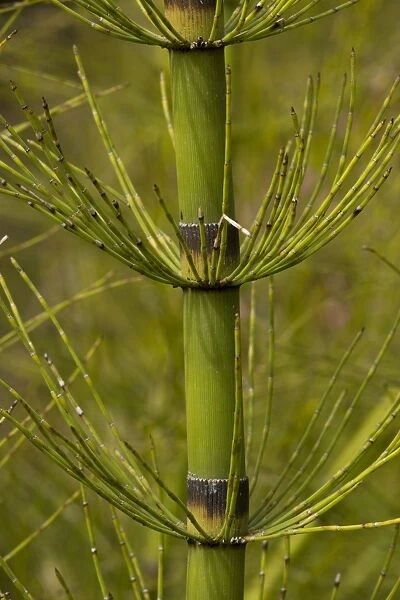 A giant horsetail