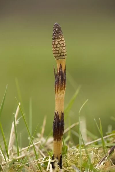 Giant horsetail (Equisetum telmateia); fertile frond coming up in spring. W. Dorset