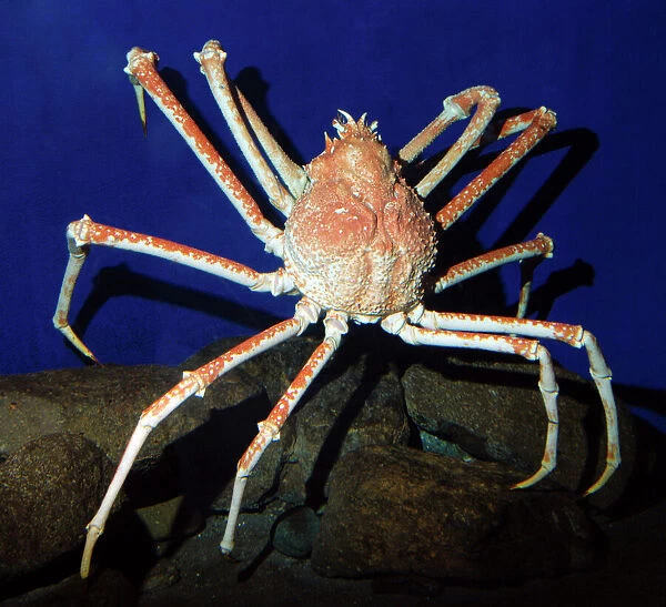 Giant Japanese Spider Crab Print Jigsaw Puzzles Cards