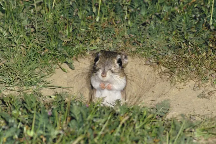 Framed Print : Giant Kangaroo Rat Framed Print : Giant Kangaroo Rat