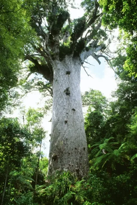 Framed Print : Giant Kauri Tree - Possibly 2000 years old with girth of 13. 8m and height of 51. 5m. Resins used to make various bi-products. New Zealand North island Framed Print : Giant Kauri Tree - Possibly 2000 years old with girth of 13. 8m and height of 51. 5m. Resins used to make various bi-products. New Zealand North island