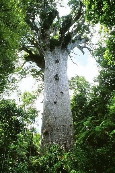 Giant Kauri Tree - Possibly 2000 years old with girth of 13. 8m and height of 51. 5m. Resins used to make various bi-products. New Zealand North island