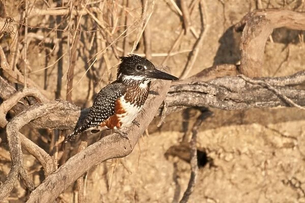 Giant Kingfisher - on branch - Okavango River - Botswana