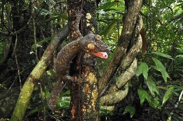 Giant Leaf-Tailed Gecko - Nosy Mangabe island - Masoala National Park - Madagascar