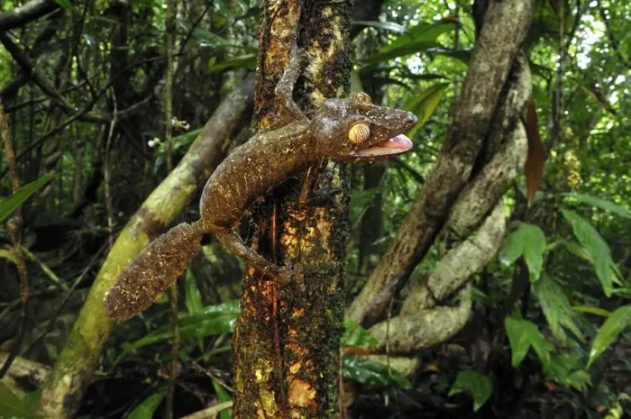 Framed Print : Giant Leaf-Tailed Gecko - Nosy Mangabe island - Masoala National Park - Madagascar Framed Print : Giant Leaf-Tailed Gecko - Nosy Mangabe island - Masoala National Park - Madagascar