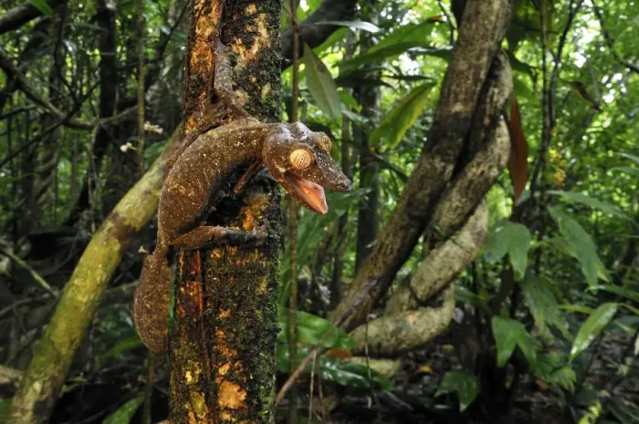 Framed Print : Giant Leaf-Tailed Gecko - Nosy Mangabe island - Masoala National Park - Madagascar Framed Print : Giant Leaf-Tailed Gecko - Nosy Mangabe island - Masoala National Park - Madagascar