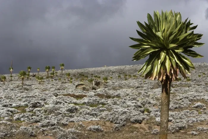 Framed Print : Giant Lobelia. Bale Mountains - Ethiopia - Africa. 4000 m- 4300 m Framed Print : Giant Lobelia. Bale Mountains - Ethiopia - Africa. 4000 m- 4300 m