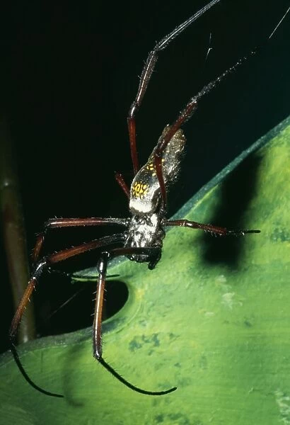 Giant Madagascar Orb Spider KEL 258 Cities & Forests of Madagascar. Nephila madagascariensis © Ken Lucas  /  ARDEA LONDON