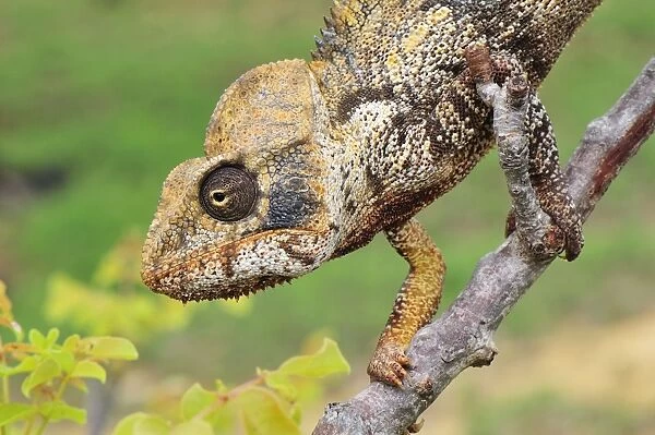 Giant Madagascar  /  Oustalet's Chameleon - male on branch - Montagne des Francais Reserve - Antsiranana - Northern Madagascar