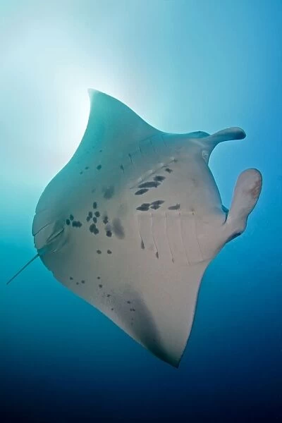 Giant Manta Ray - Maldives