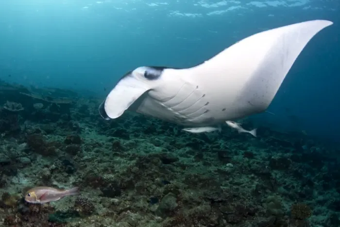 Framed Print : Giant Manta Ray - Maldives Framed Print : Giant Manta Ray - Maldives
