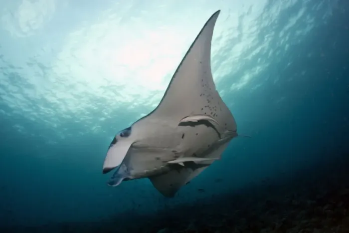 Framed Print : Giant Manta Ray - with Remora Fish (Remora remora) - Maldives Framed Print : Giant Manta Ray - with Remora Fish (Remora remora) - Maldives