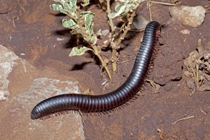 Framed Print : Giant Millipede / Chongololo - Mombasa - Kenya Framed Print : Giant Millipede / Chongololo - Mombasa - Kenya