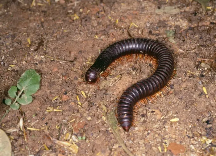 Framed Print : Giant Millipede Madagascar Framed Print : Giant Millipede Madagascar