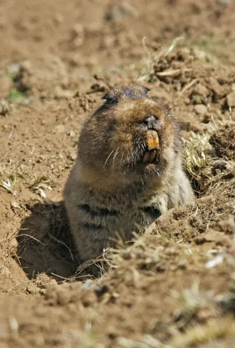 Framed Print : Giant Mole-rat. Endemic species to Ethiopia. All world population founded in Bale mountains of Ethiopia. Favorite prey of ethiopian wolff Framed Print : Giant Mole-rat. Endemic species to Ethiopia. All world population founded in Bale mountains of Ethiopia. Favorite prey of ethiopian wolff