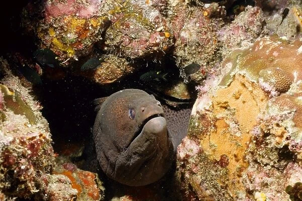 Giant moray (Gymnothorax javanicus). Richelieu Rock, Andaman Sea, Thailand