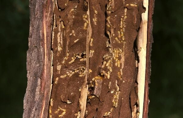 Giant northern termite - in exposed feeding gallery in a tree limb
