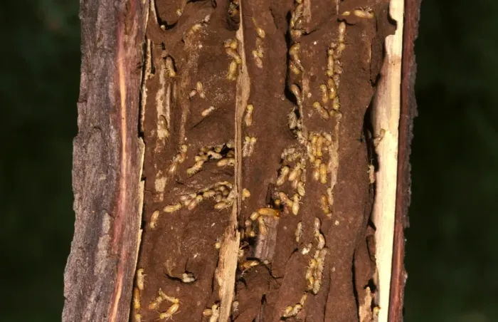Framed Print : Giant northern termite - in exposed feeding gallery in a tree limb Framed Print : Giant northern termite - in exposed feeding gallery in a tree limb