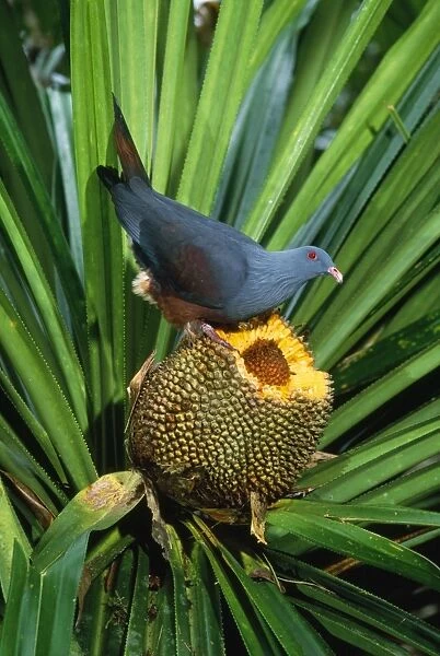 Giant  /  Notu Pigeon - feeding on Pandanus fruit. Endemic New Caledonia