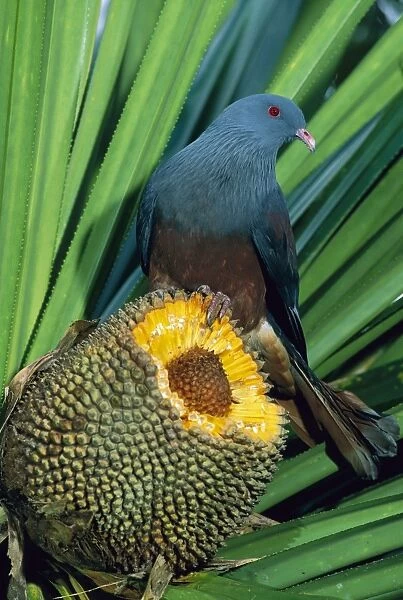 Giant  /  Notu Pigeon - feeding on Pandanus fruit, New Caledonia, JPF52532