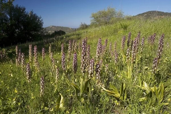 Giant orchid (Barlia robertiana) in flower. Mass on hillside in South Cyprus