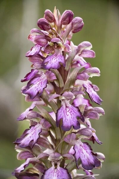 Giant orchid (Barlia robertiana) in flower. Cyprus