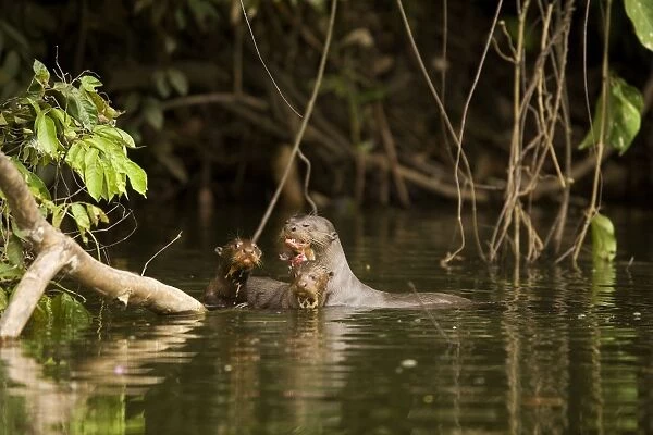Giant Otter - adult with two young. Manu National Park - Peru