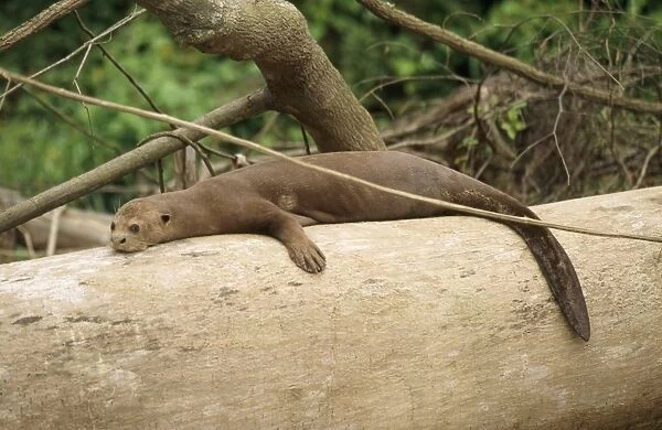 Giant Otter Amazon  /  Orinoco Basin, Manu National Park, Peru