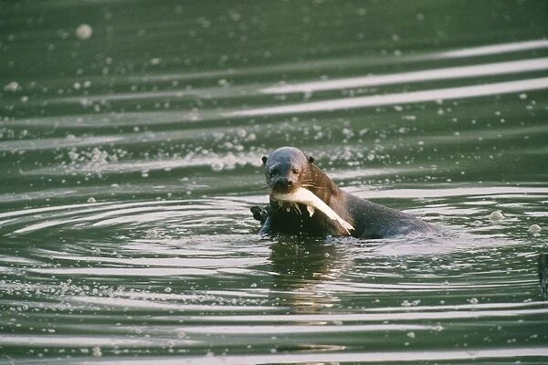 Giant Otter - eating fish Manu National Park, Peru