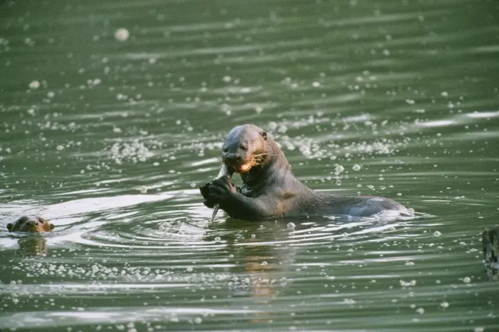 Framed Print : Giant Otter - eating fish Manu National Park, Peru Framed Print : Giant Otter - eating fish Manu National Park, Peru